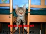 pic the day vroiatzi mai funny dau zicetzi asta.